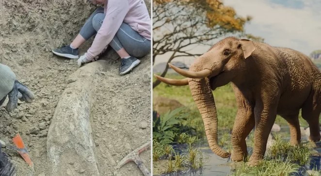 Miramar: encontraron un colmillo de elefante prehistórico de más de 100.000 años | Información General