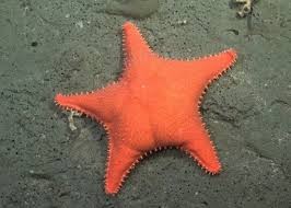 La Provincia inaugura en Mar del Plata la muestra “Vidas Submarinas”, una experiencia que une ciencia, arte y soberanía | Información General