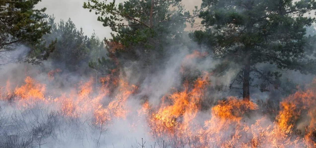 Seguridad nacional promete identificar y juzgar a los responsables de los incendios en Chubut | Información General