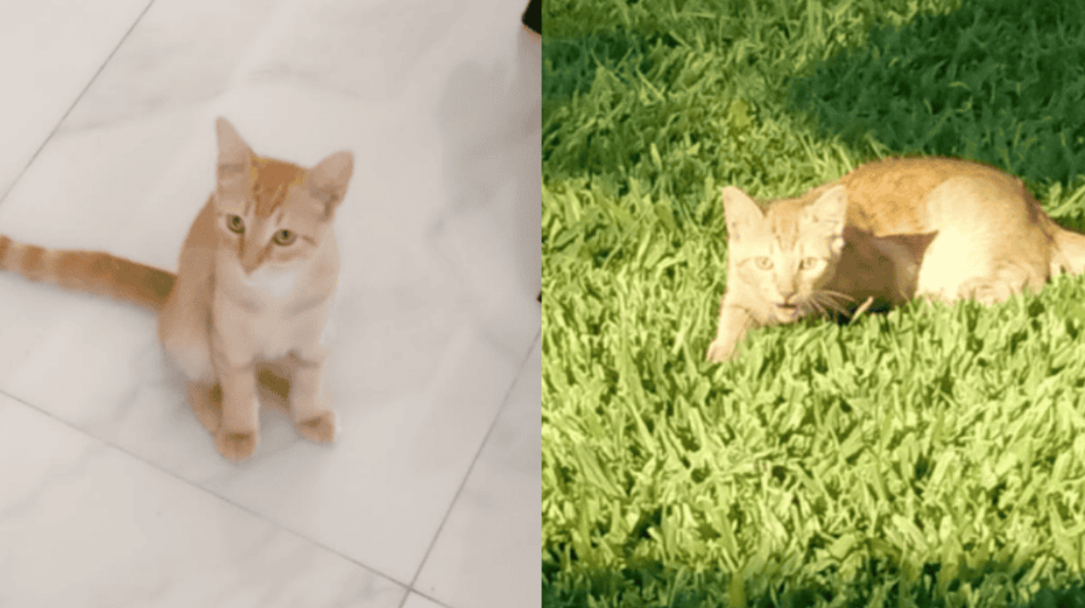 Indignación en Ricardone, mataron a un gato y lo colgaron de una sombrilla | Rosario y la región