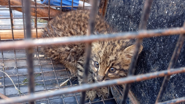 Rescataron a un gato montés cachorro en zona oeste | Rosario y la región
