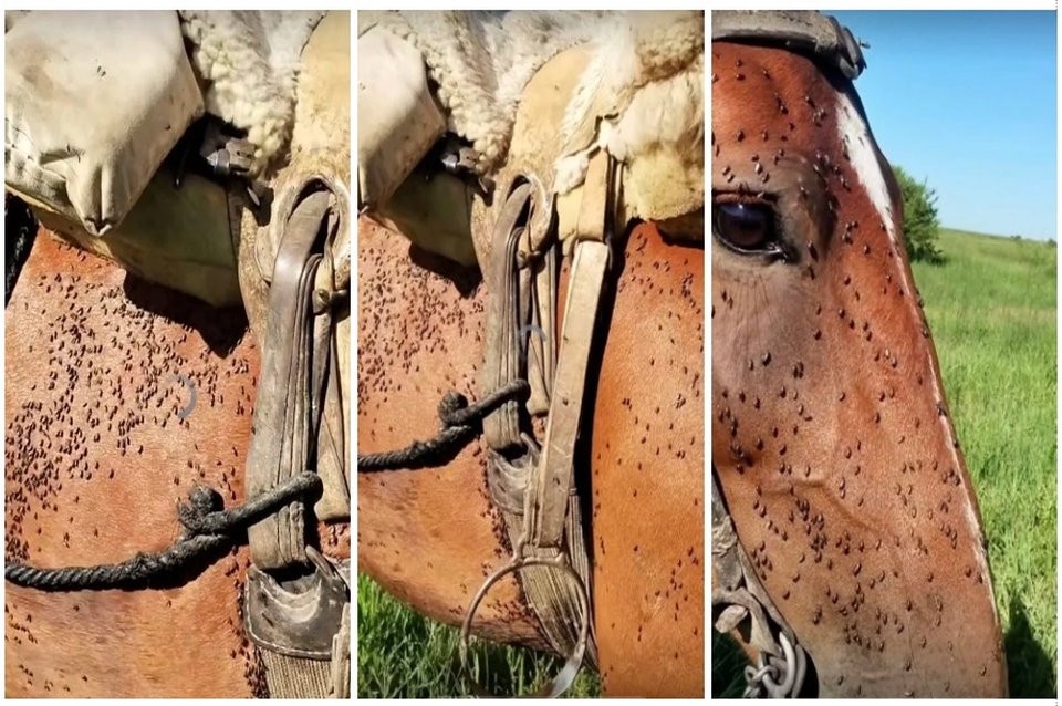 Alerta en Santa Fe por invasión de mosquitos: productores rurales prenden fogatas para proteger a los animales | Información General