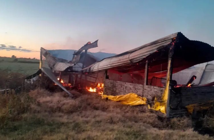 Entre Ríos: se incendió un criadero y murieron 500 cerdos | Información General