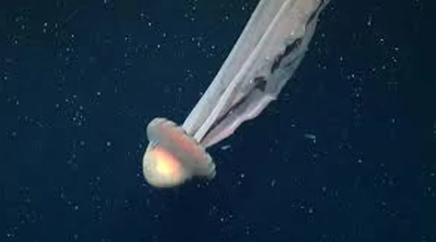 Expedición científica halló una medusa gigante en el Mar Argentino | Curiosidades