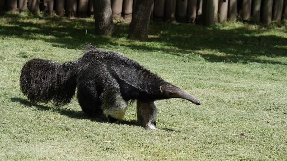 Rescatan y adoptan a un oso hormiguero huérfano que no podría sobrevivir por sí mismo | Información General