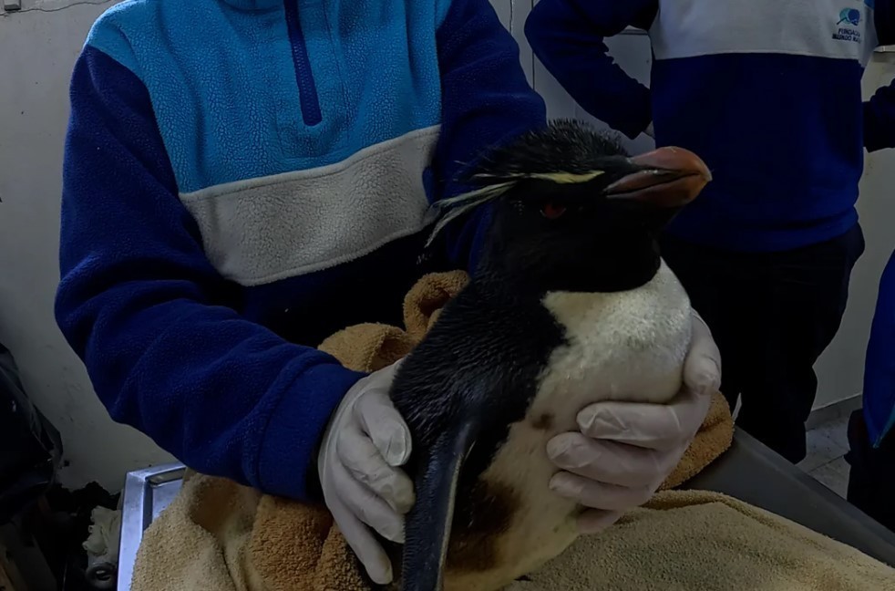 La desnutrición y la presión humana encabezaron las causas de rescate de animales marinos en 2025 | Curiosidades