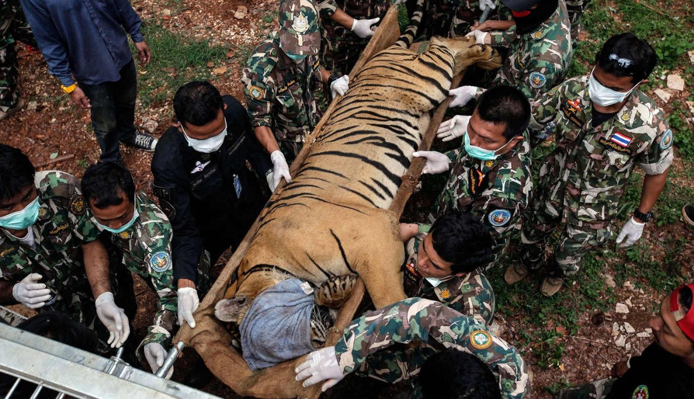 Mueren varios tigres en Tailandia: descartan riesgo para los humanos | Información General