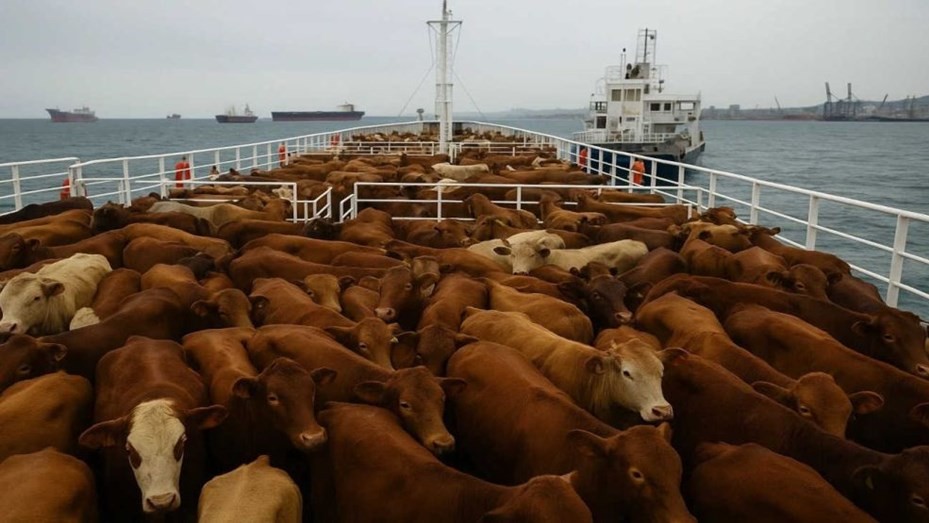 40 vacas mueren en buque uruguayo retenido en Turquía y desviado a Libia | Internacionales
