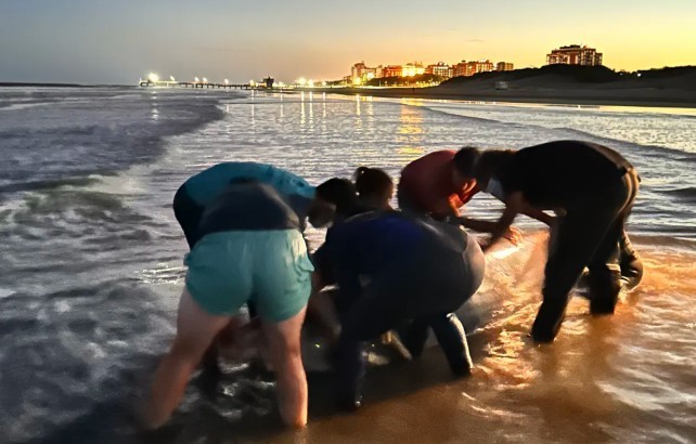 San Clemente del Tuyú: rescataron a un zifio varado, una especie de cetáceo muy poco frecuente | Información General