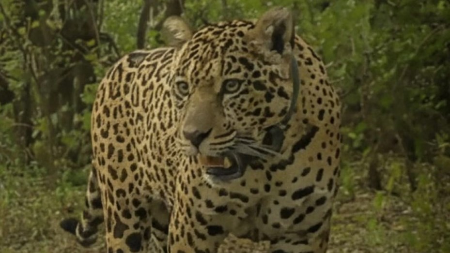 Recompensa histórica de $250 millones para encontrar a la yaguareté Acaí | Información General