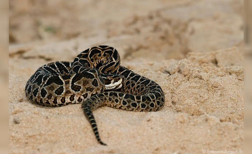 Cipolletti: murió un hombre tras ser mordido por una yarará | Información General