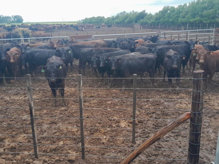 Imputaron a un hombre por el robo de 161 vacas al influencer rural “La Joya Agro”