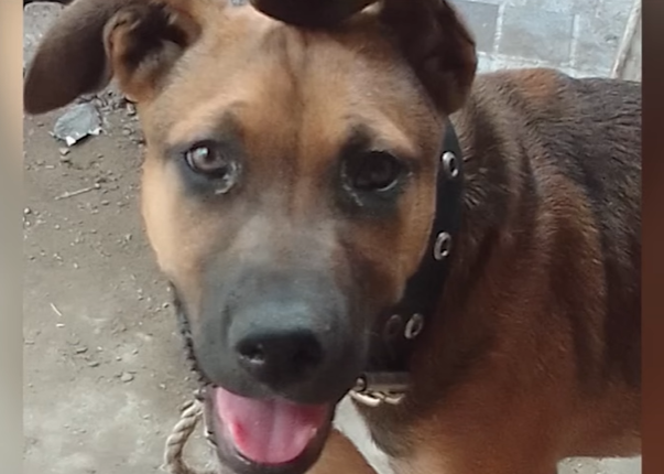 Choco, el perro héroe: murió electrocutado tras salvar a toda su familia