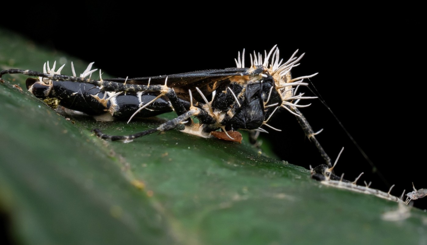 Hongos que controlan insectos: el fenómeno natural que estudia la ciencia | Curiosidades