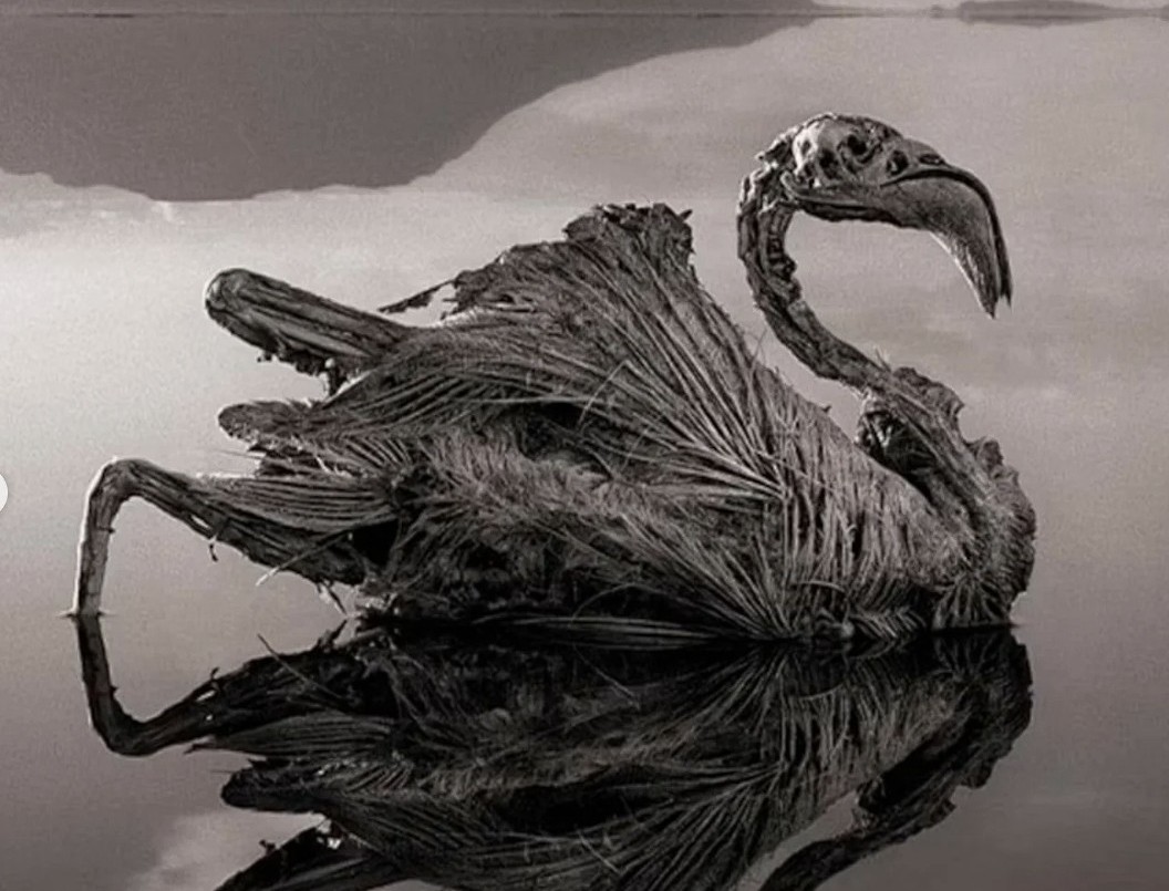 El lago de África que “convierte animales en piedra”: qué hay de cierto detrás del fenómeno | Curiosidades