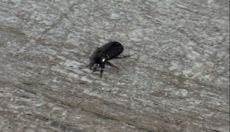 Invasión de cascarudos: especialistas advierten sobre desequilibrio ecológico | Rosario y la región