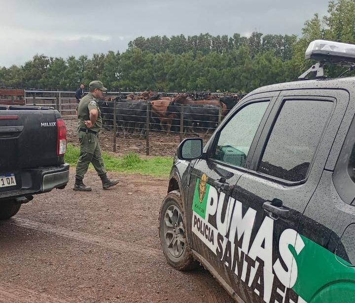 La Policía Rural recuperó 161 animales tras una denuncia del influencer La Joya Agro | Información General
