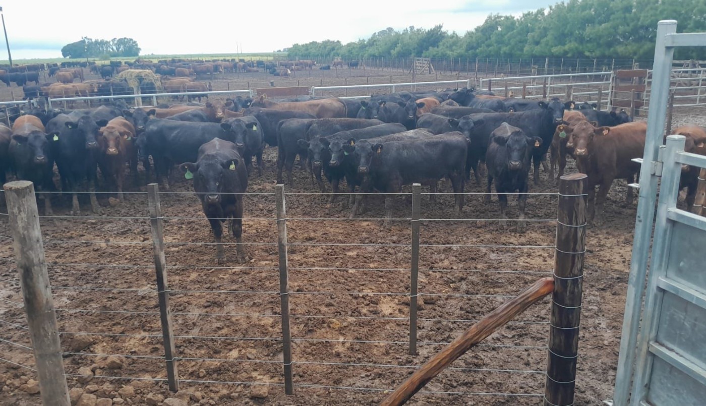 Imputaron a un hombre por el robo de 161 vacas al influencer rural “La Joya Agro” | Información General