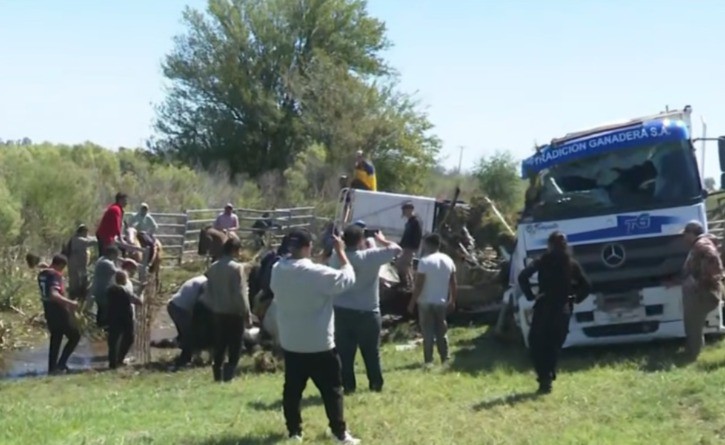 Volcó un camión de carga en la Autopista Rosario-Santa fe: fallecieron 4 vacas | Información General