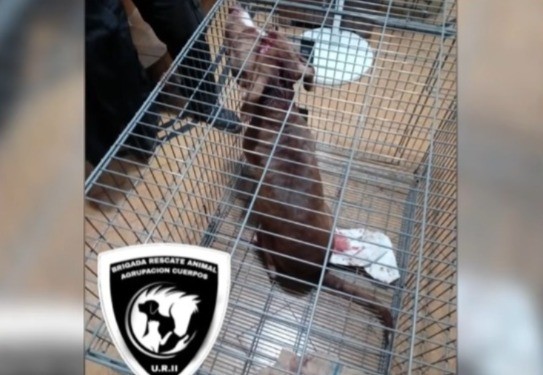 El pitbull que atacó a la nena de seis años se encuentra en estado crítico | Rosario y la región