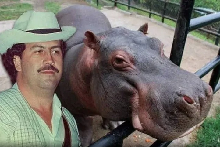 Colombia autoriza el sacrificio de 80 hipopótamos “de la cocaína” que introdujo Pablo Escobar | Información General