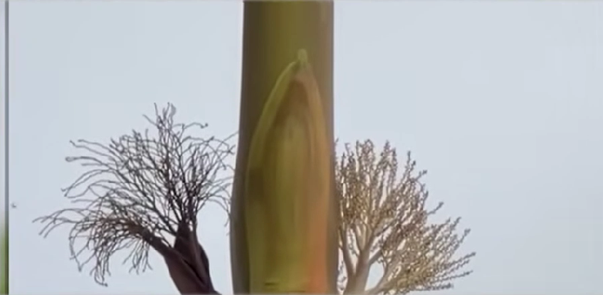 Conmoción en Federación por la aparición de una imagen de la Virgen en una palmera | Información General