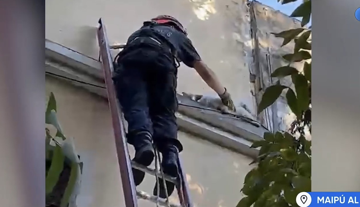 Maipú al 2500: bomberos rescataron a un caniche atrapado en una cornisa en Rosario | Rosario y la región