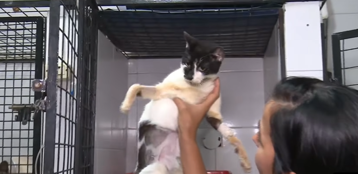 Del hacinamiento a la recuperación: el estado de salud de los gatitos rescatados | Rosario y la región