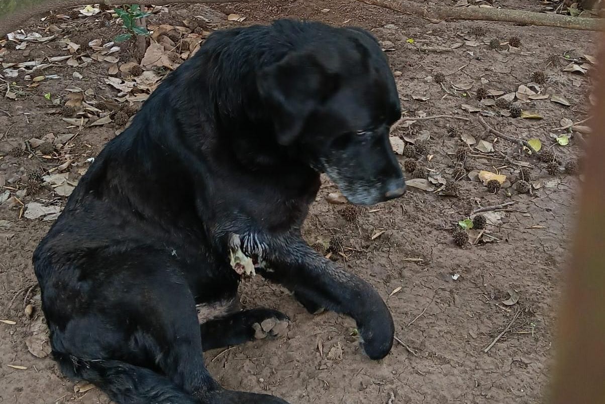 El municipio solicitó una investigación penal por un maltrato animal | Rosario y la región