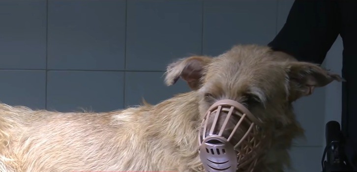 Perro baleado: sigue internado, lograron extraer una de las cinco balas y evalúan su evolución | Rosario y la región