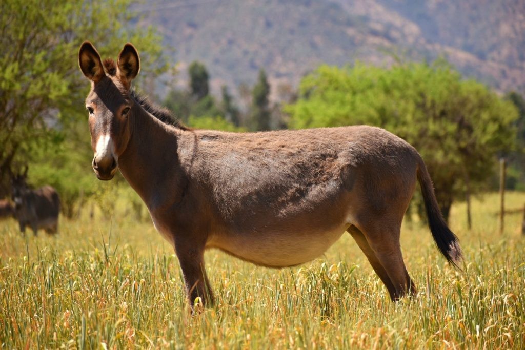 Innovación en lácteos: apuestan a la leche de burra como opción nutricional | Información General