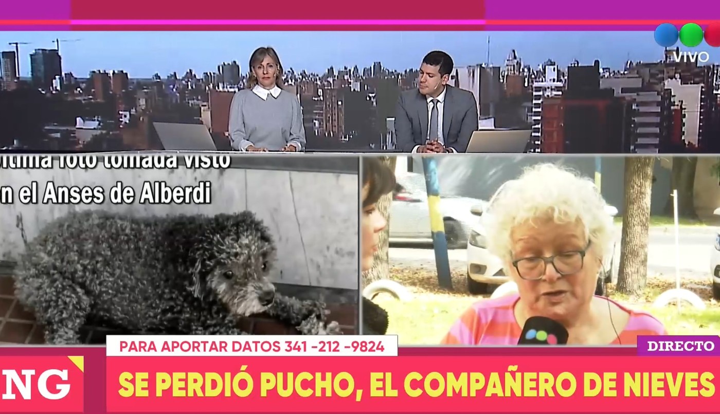 Buscan a Pucho en Rosario: una familia ofrece recompensa por su perro perdido | Rosario y la región