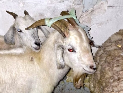 Rescataron animales de un presunto templo clandestino en Quilmes | Información General