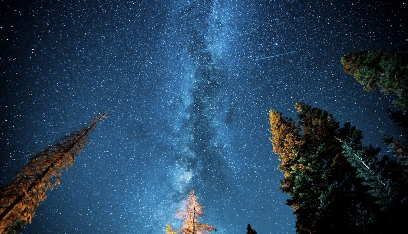 Hay más árboles que estrellas en la Vía Láctea: el dato científico que sorprende y qué revela sobre la Tierra | Curiosidades