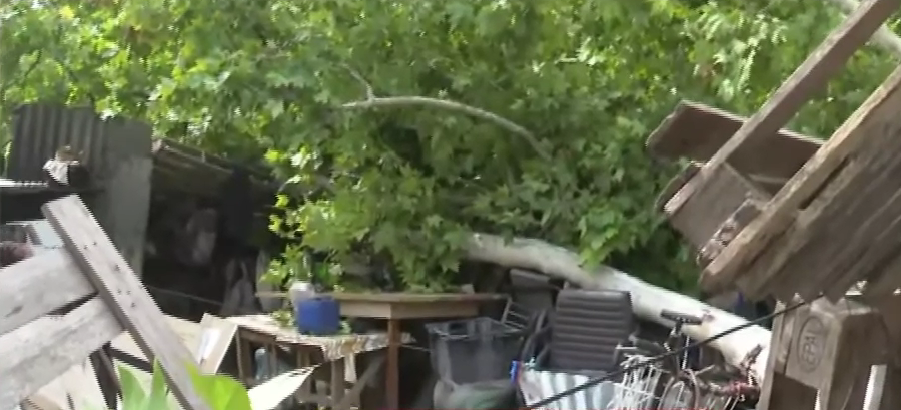 Un hombre sobrevivió tras la caída de un árbol de gran porte sobre su casa | Rosario y la región