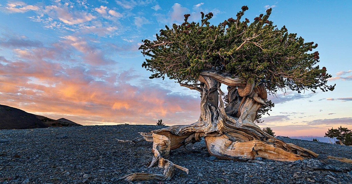 El árbol más antiguo del planeta: secretos de un ser vivo que supera los 9.500 años | Curiosidades