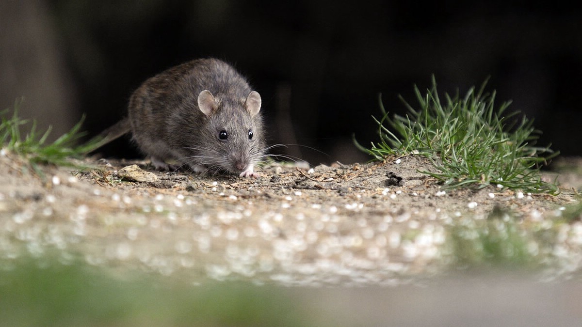 Brindan recomendaciones importantes ante el caso confirmado de hantavirus | Información General