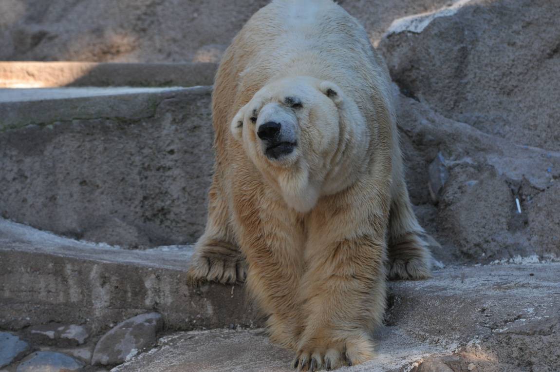 Murió Arturo, el último oso polar en cautiverio de la Argentina | Información General