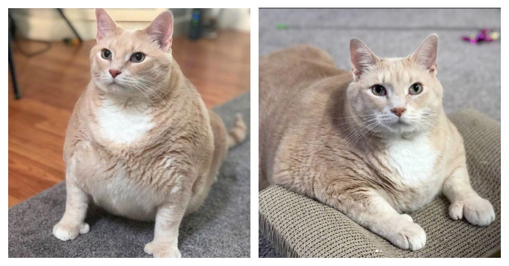La historia de Bronson: el gato gordo que que hace dieta estricta para bajar de peso | Tecnología