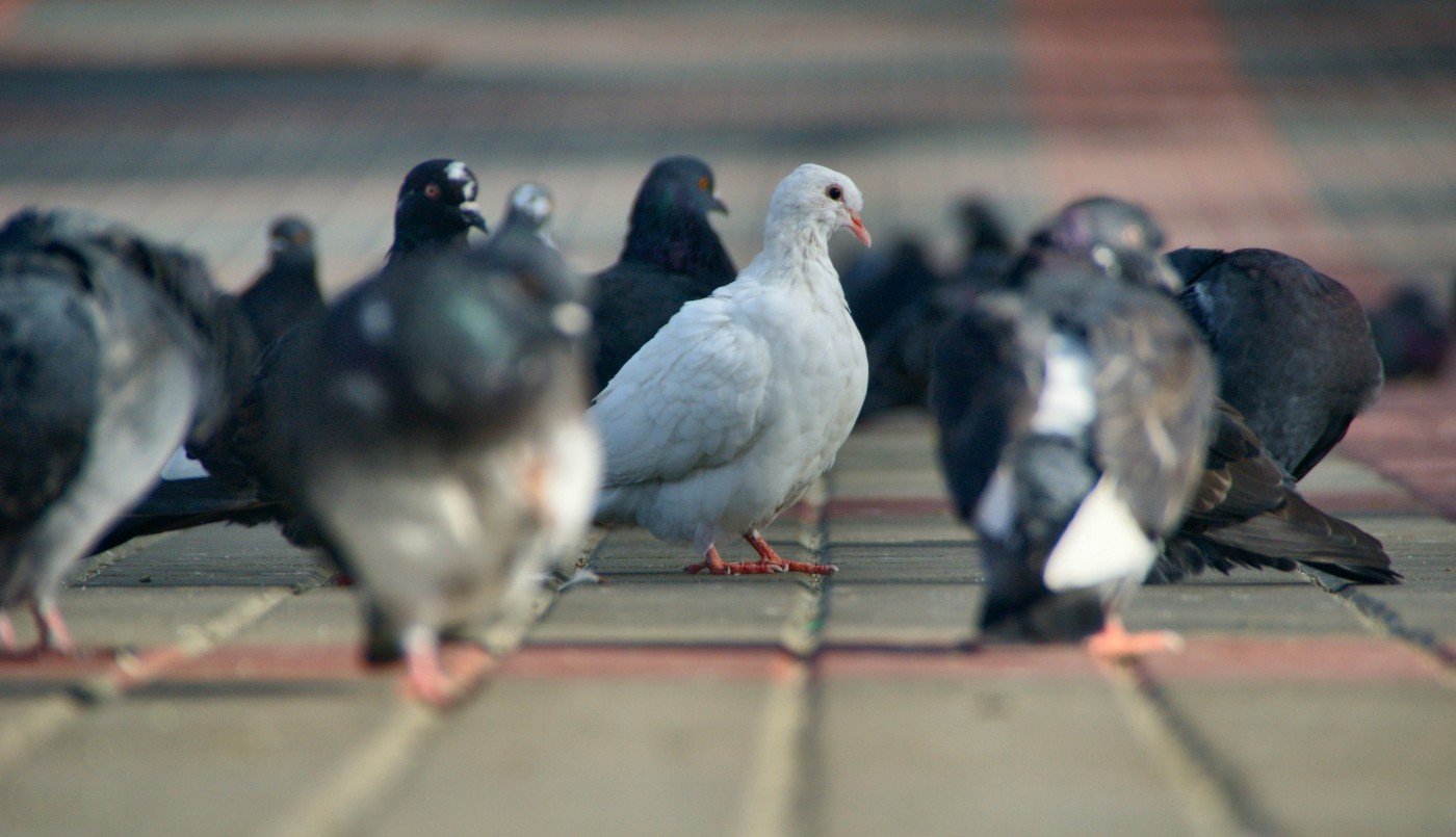 Proponen el uso de anticonceptivos para controlar la población de palomas | Información General