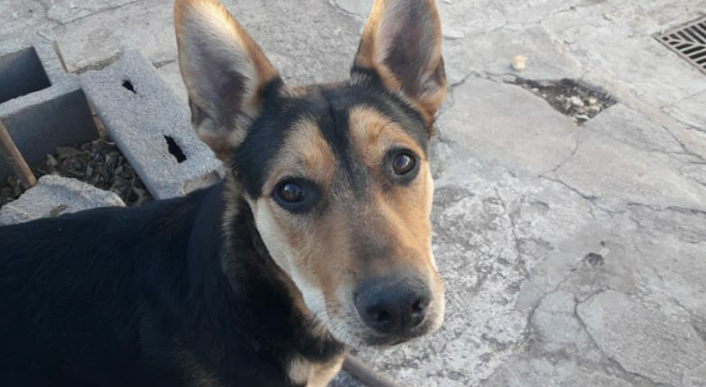 Embargan a un hombre por 300 mil pesos y lo llevan a juicio por matar a una perrita | Información General