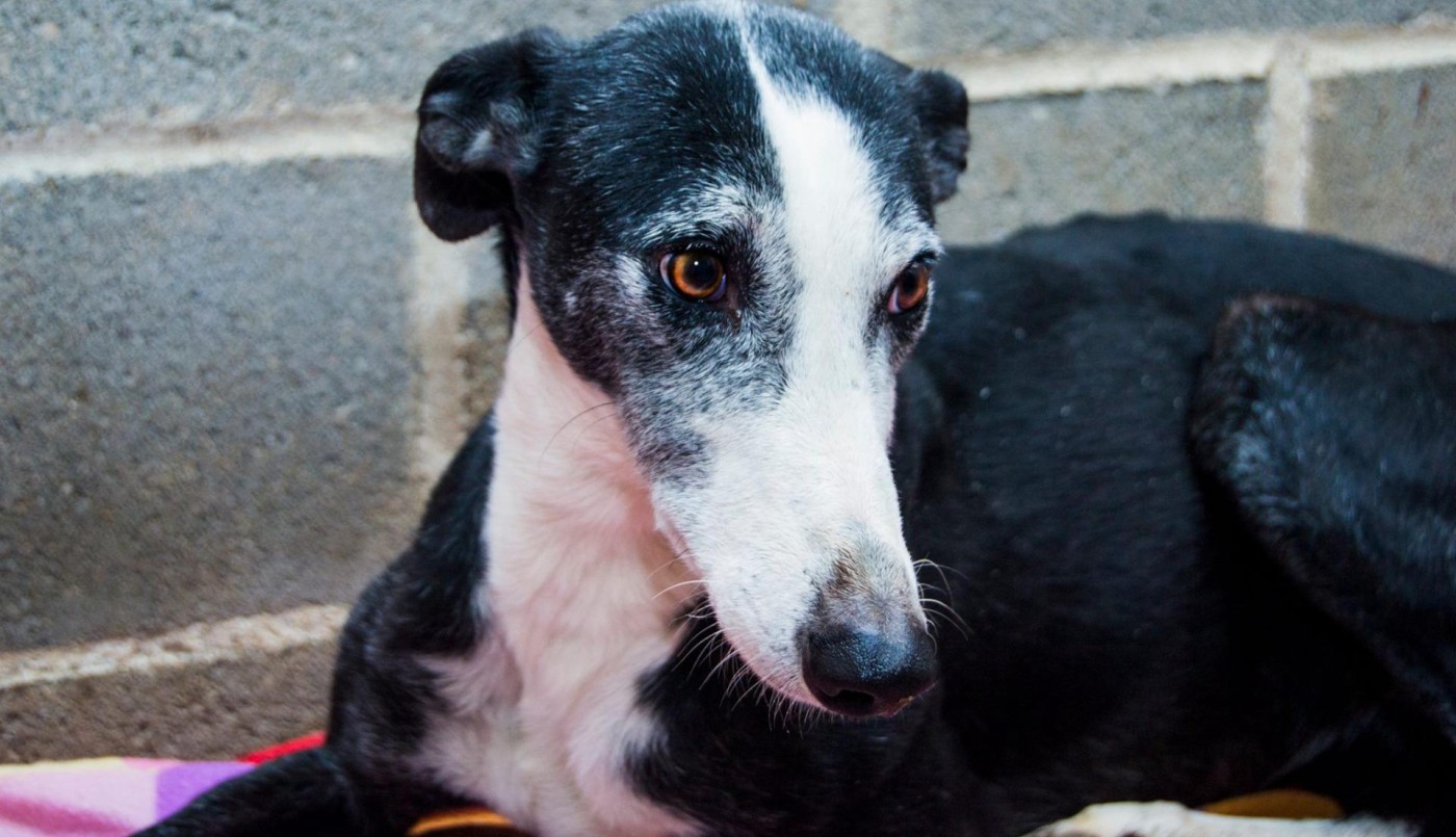 Convocan a una marcha de galgos en apoyo a la sanción de la ley que prohíbe las carreras | Información General