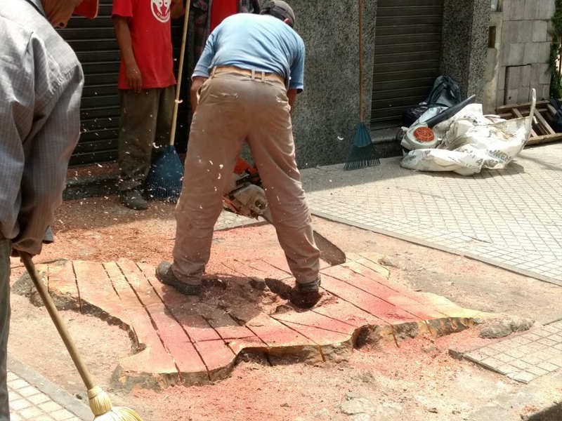 Cortó un árbol sin autorización municipal y ahora deberá entregar 800 nuevos ejemplares | Información General