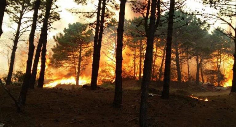 Un feroz incendio en la localidad de Valeria del Mar devoró más de 50 hectáreas de bosque | Información General