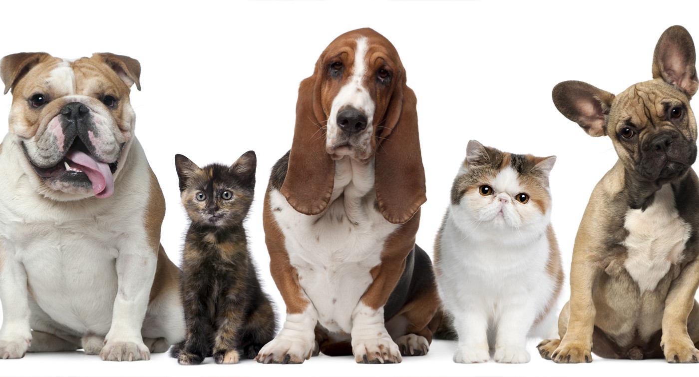 Las claves para cuidar a las mascotas en las fiestas | Información General