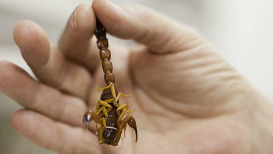 Palermo: un nene de 5 años fue picado por un alacrán y está en terapia intensiva | Información General