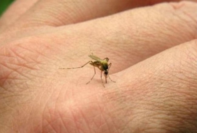 Hallaron una variable genética de mosquito Aedes aegypti | Información General