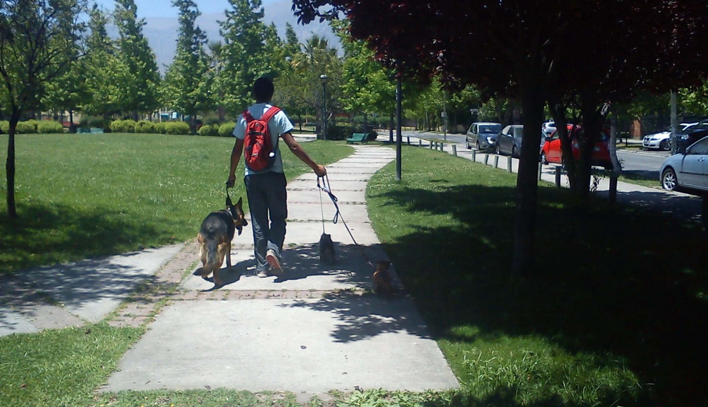 Ponen en marcha una campaña para que los dueños "se lleven el regalito" de sus perros | Información General