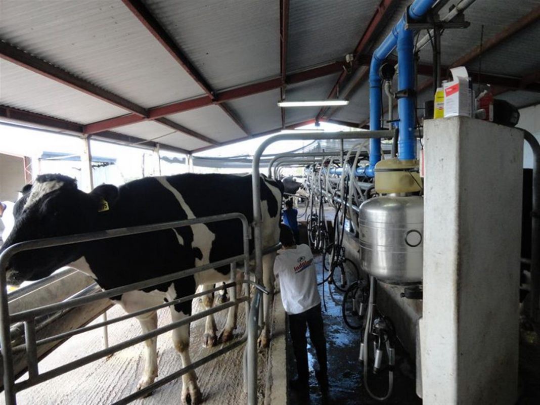 La producción lechera tuvo en el 2016 su peor caída en 46 años | Información General