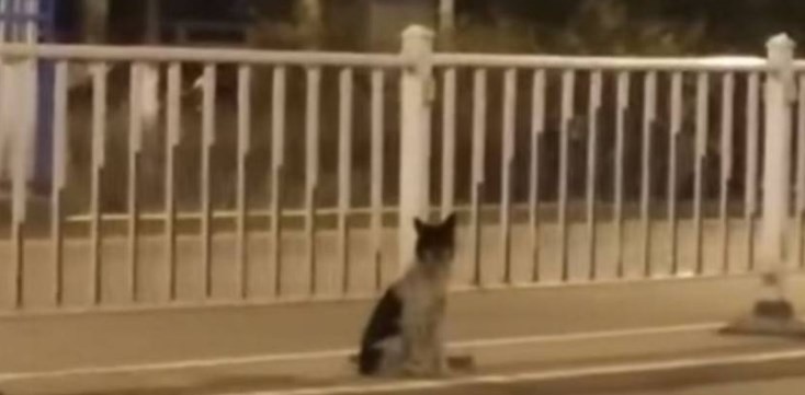 El perro que lleva 80 días sin moverse del lugar en el que murió su dueña | Internacionales